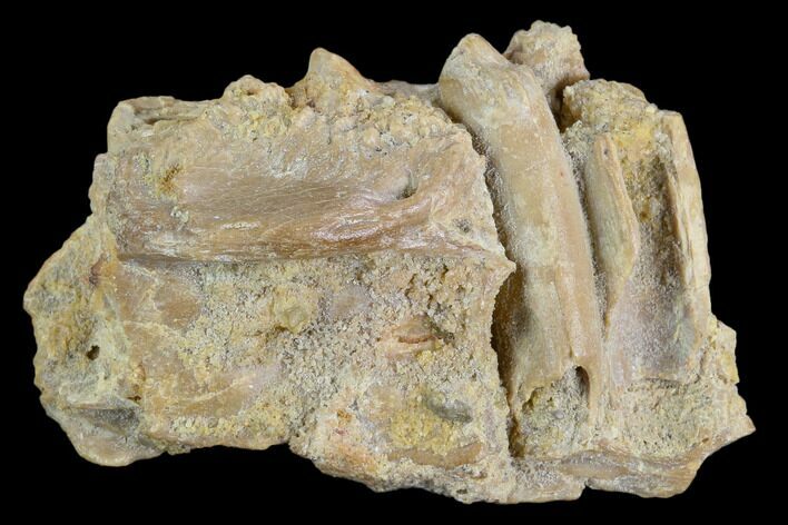 Fossil Crocodile Dentary (Lower Jaw) Bone - Aguja Formation, Texas #116656